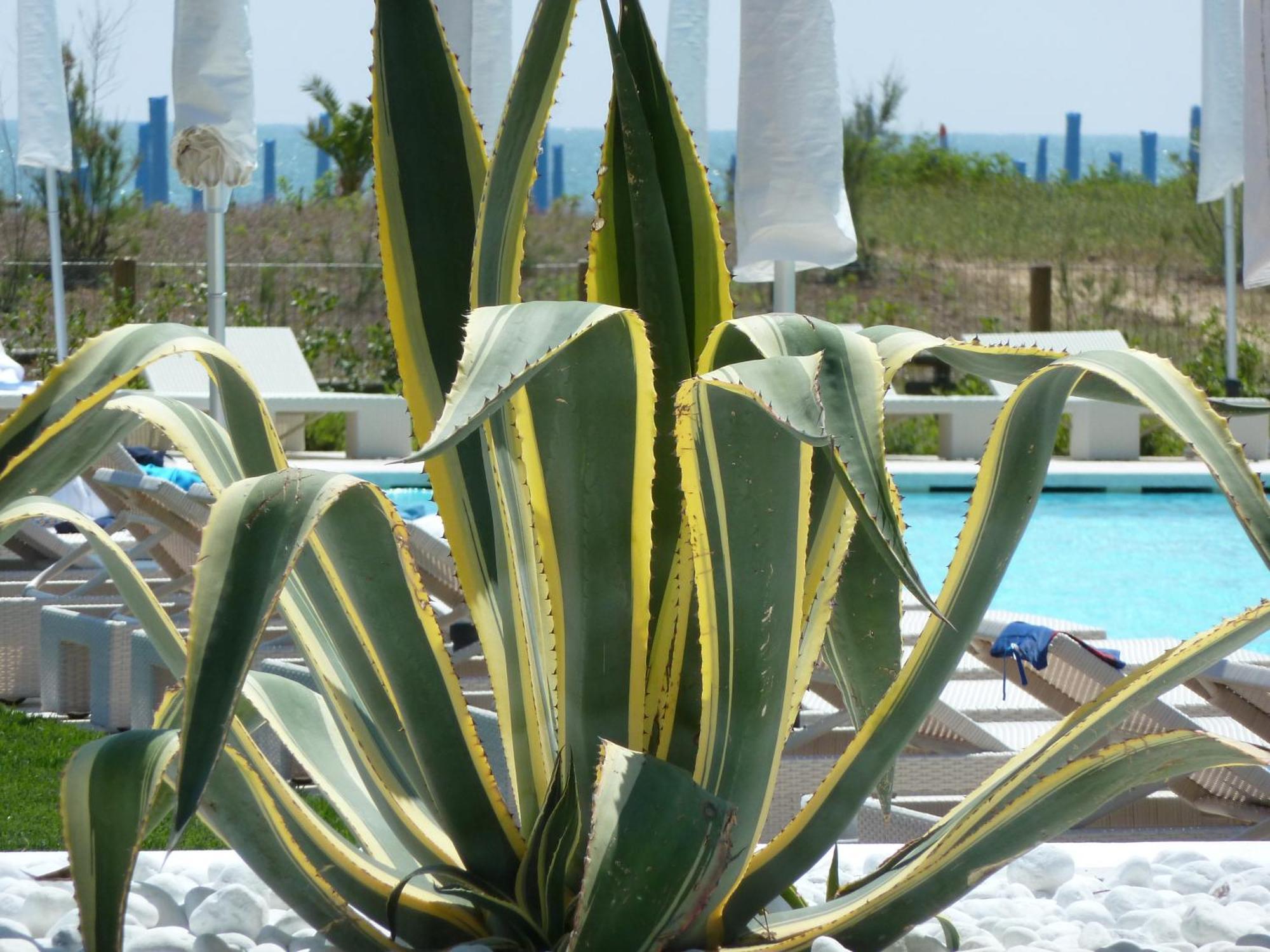Hotel Mediterraneo Suite&Residence Jesolo Extérieur photo